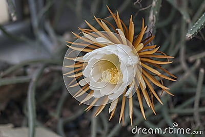 Only a blooming night flower Queen of the night. Selenicereus grandiflorus Stock Photo