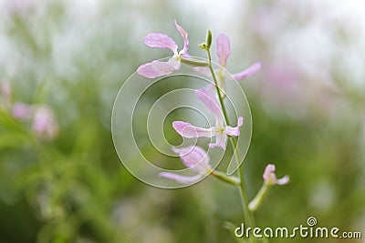 Blooming night-scented stock Stock Photo