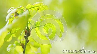 Blooming oak. Pollen spread by tree flowers in spring. Selective focus. Stock Photo