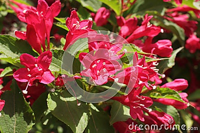 Blooming Oldfashioned Weigela Stock Photo