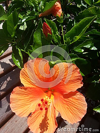 a blooming orange hibiscus flower with buds on the side of a beautiful path with fresh green leaves Stock Photo