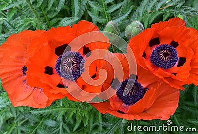 Blooming Orange Oriental Poppies Flowering in the Spring Stock Photo