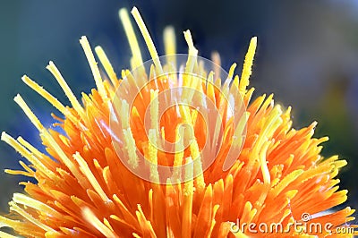 Blooming Orange Safflower closeup in Summer Time Stock Photo