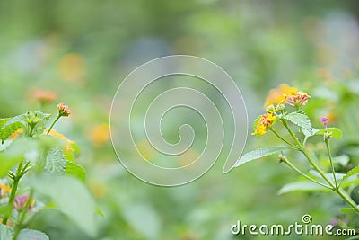 blooming orange wildflowers in garden Stock Photo