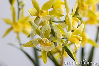 Blooming orchid background Stock Photo