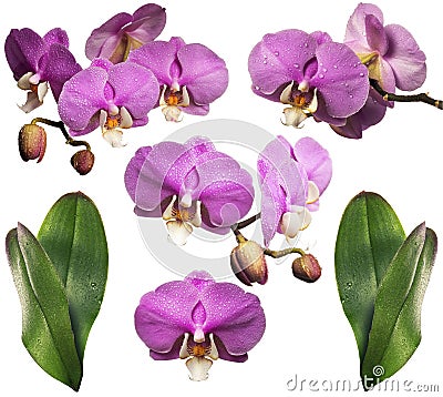 Blooming orchid with dew drops. Collage. Isolated. Stock Photo