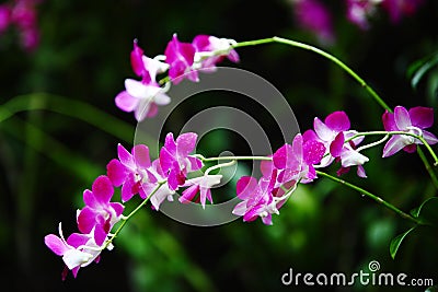 Blooming orchid in gardens Stock Photo