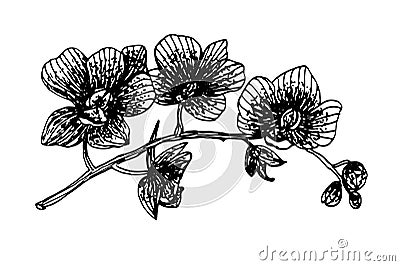 Blooming orchid phalaenopsis garland branch graphics ink sketch illustration Vector Illustration