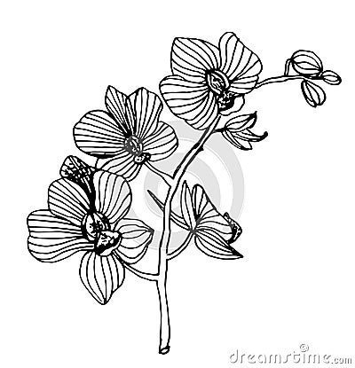 Blooming orchid phalaenopsis garland branch illustration Vector Illustration