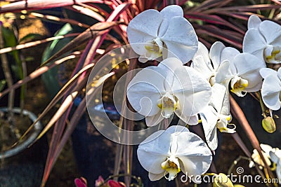 Blooming Orchids Stock Photo