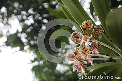 Blooming Orchids or Orchidaceae Colorful Flowers Stock Photo