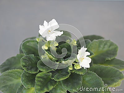 Blooming original white terry violet on a gray background.Botanical background with indoor plants Stock Photo