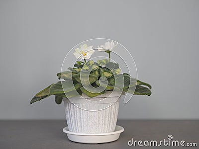 Blooming original white terry violet on a gray background.Botanical background with indoor plants Stock Photo