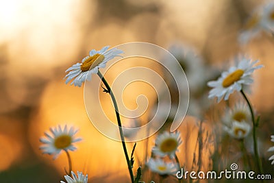 Blooming oxeye daisy, Leucanthemum vulgare in sunset Stock Photo