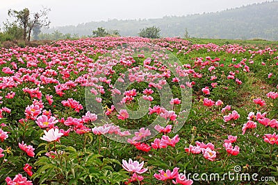 Blooming Paeonia lactiflora Pall Stock Photo