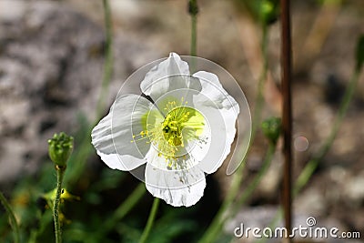 Blooming Papaver tatricum Stock Photo