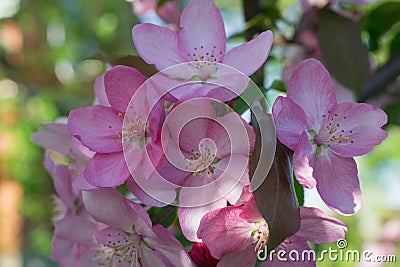 Blooming paradise apple tree. Background with pink flowers. Stock Photo