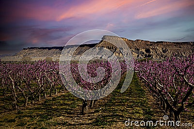 Blooming peach orchards in Palisade Colorado in Spring Stock Photo