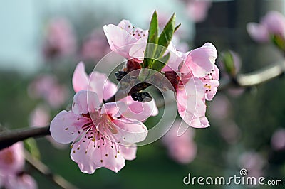 Blooming peach pink flowers at the end of a branch close up Stock Photo