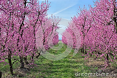 Blooming peach tree Stock Photo