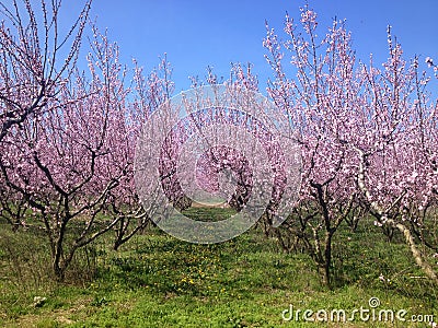 Blooming peach trees in spring Stock Photo