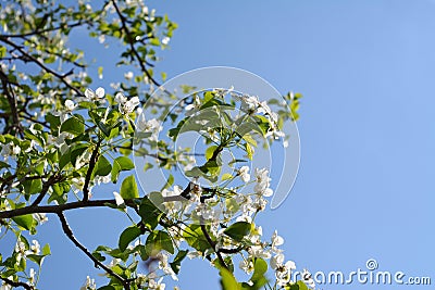 Blooming pear tree. Branches with beautiful flowers against clear blue sky. Stock Photo