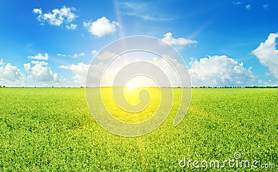 Blooming peas field and sun on blue sky Stock Photo