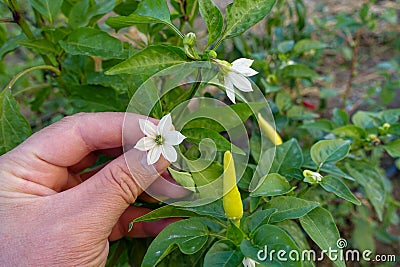 blooming peppers in the garden, pepper flower, pickled hot pepper, hot pepper for sauce Stock Photo