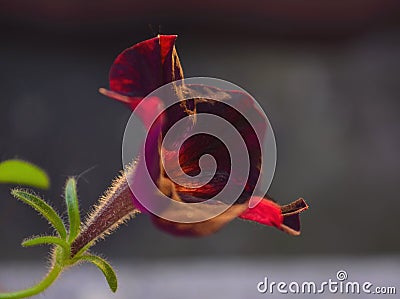 Blooming Petunia flowers Stock Photo