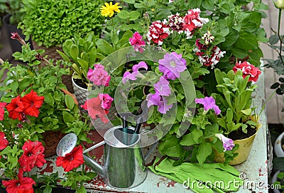 Blooming petunia flowers in pots and watering can on wooden patio Stock Photo