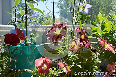 Blooming petunia with pink and red flowers on the balcony. Home garden Stock Photo