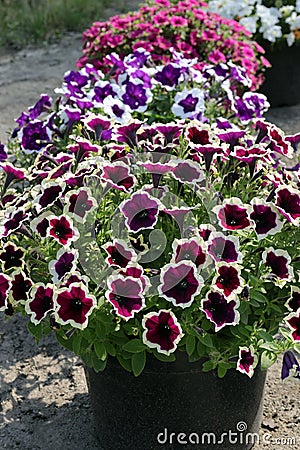 blooming petunias in plastic containers. colorful plants for landscaping Stock Photo