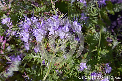 Phacelia tanacetifolia is a species of phacelia known by the common names lacy phacelia Stock Photo