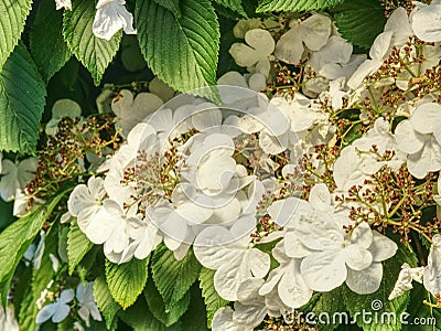 Blooming Philadelphus flowers in garden. Sweet smell Stock Photo