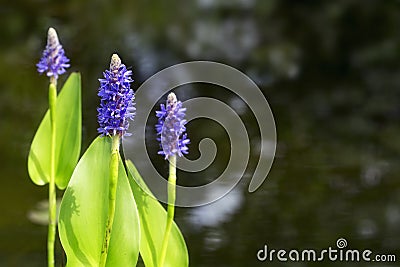 Blooming pickerelweed (Pontederia cordata) water plant in the ga Stock Photo