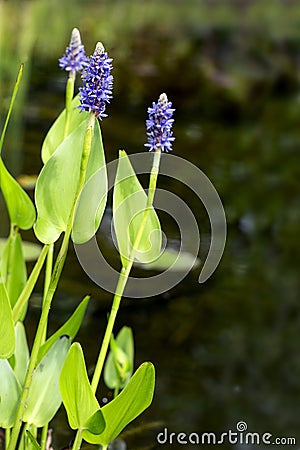 Blooming pickerelweed (Pontederia cordata) water plant in the ga Stock Photo