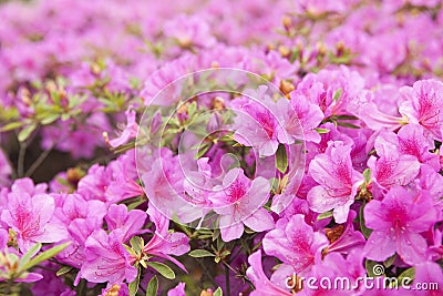 Blooming pink azalea Stock Photo