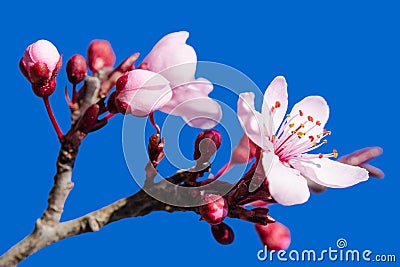 Blossoming spring flowers pink over blue Stock Photo