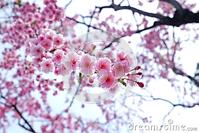 Blooming of pink cherry blossoms Stock Photo