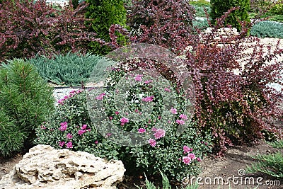 Blooming pink Chrysanthemum, red leaved barberry, dwarf pine and juniper in the rock garden Stock Photo