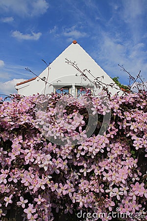 Blooming pink Clematis in the garden in spring. Stock Photo