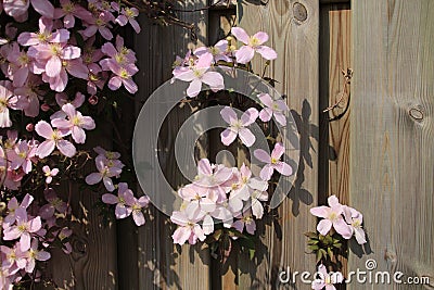 Blooming pink Clematis in the garden in spring. Stock Photo