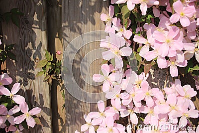 Blooming pink Clematis in the garden in spring. Stock Photo