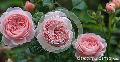 Blooming pink rose in the garden on a sunny day. Stock Photo