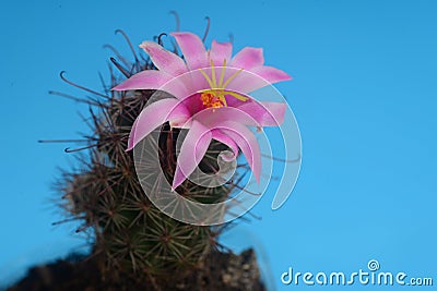 Blooming pink flower of mammillaria beneckei cactus on blue background Stock Photo