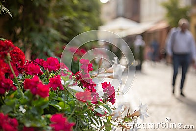 blooming pink flowers street decoration Stock Photo