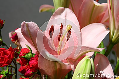 Blooming pink lilies Stock Photo