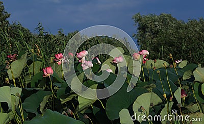 The blooming of pink lotus in Astrakhan region, river, summer. Russia wild nature Stock Photo