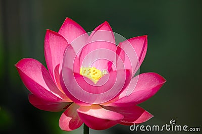 The blooming pink lotus flower Stock Photo