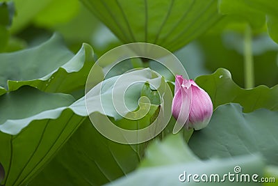 A blooming pink lotus flower Stock Photo